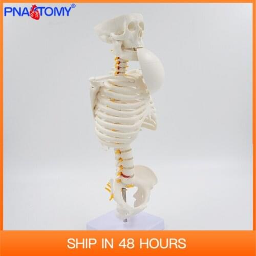 Human Skeleton Model Medicine Study Skull and Spine Anatomy Medical Teaching Tool Reduced Size Educational Equipment Art Used