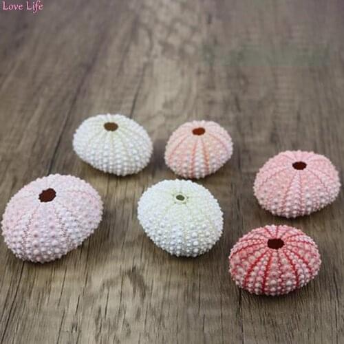 2pcs/lot 3-4cm Natural Sea Urchin Shell Conch Tillandsia Potted Plant Wedding Home Decoration DIY Window Design Decorations