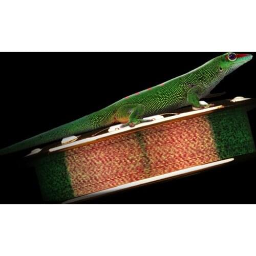 Strong Tension Main Line 60m Nylon High Elastic Fishing Lure Line Discolour Superfian Durable Fishing Line 2pcs/lot