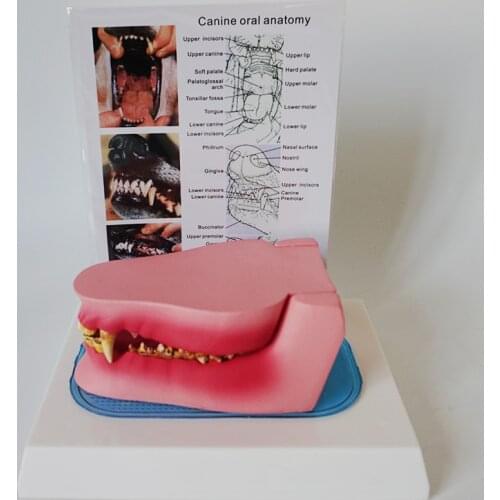 Dog Tooth Anatomy Model Canine Veterinary Animal Skeleton Pet Veterinary Teaching Instrument Anatomy