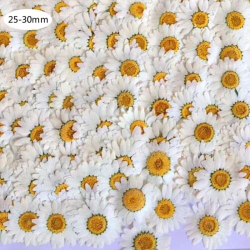 100Pcs Real Natural Dried Pressed Flowers White Daisy Pressed Flower for Resin Jewelry Nail Stickers Makeup Art Crafts