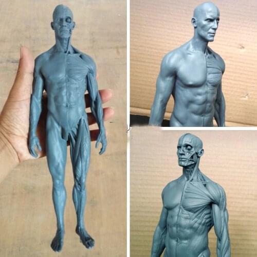 Free shipping 30cm human musculoskeletal Anatomical sculpture reference painting CG design medical reference Arts model