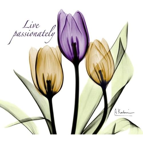 Modern Tulips Flower Photo Poster Color Plant Floral Wall Art Pictures Nordic Living Room Home Decor Canvas Painting No Frame