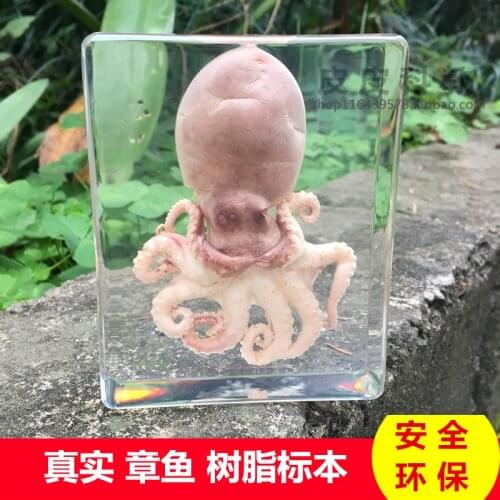 Childrens toy Octopus resin specimen Octopus amber decoration squid