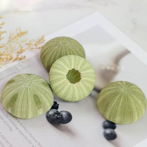 Free Shipping(10pcs/lot)Natural Small green Sea Urchin Natural Shell Conch Beach Wedding Decoration Coastal Home Decoration