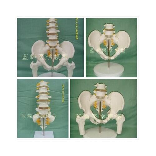 Female pelvis with two lumbar vertebrae model human skeleton model pelvis model lumbar femur