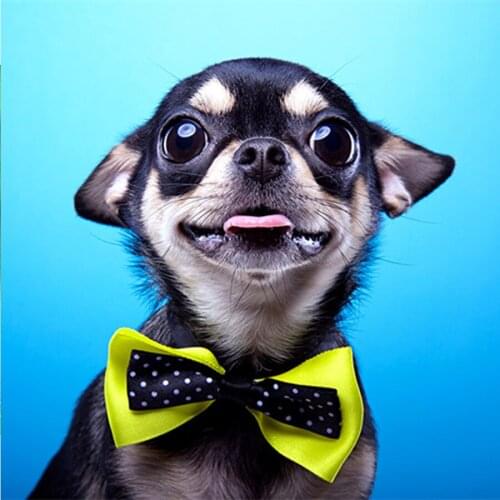 Full Diy square Diamond Painting Cartoon Chihuahua Embroidery Cross Stitch black dog Needlework Christmas gift new arrival