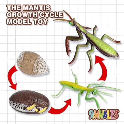 Educational Model Toy Simulation of insects PVC Mantis Growth Cycle Scene Design Simulation Powder Toy Decoration Gift