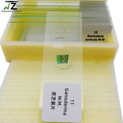 12Pcs Teaching Fungi Prepared Microscope Slides