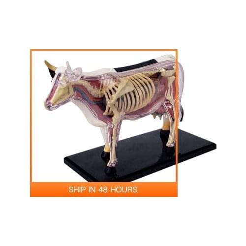 4D Animal Puzzle Cow Toys Anatomical Models Detachable DIY Children Gifts Educational Tool School Used 26100