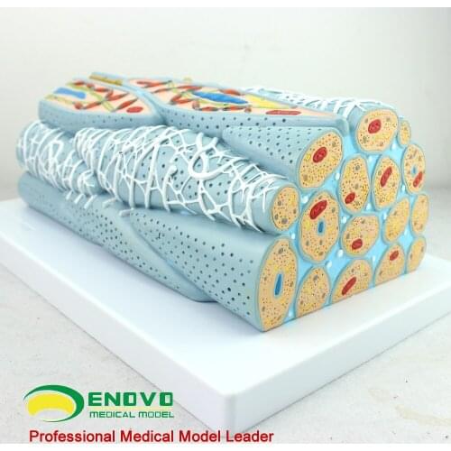 Smooth Muscle Tissue Model Cell Microscopic Model Medical Human Muscle Model Cardiac Visceral Muscle