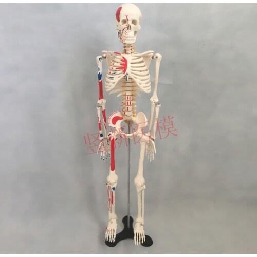Human skeleton model 85CM skeleton with Muscle and nerves mark educational model