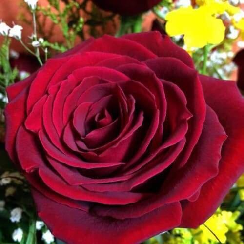 GLymg Diamond Embroidery Diy Diamond Embroidery Craft Painting Panda Rhinestones Embroidery My First Love Rose Wall Arts Decor