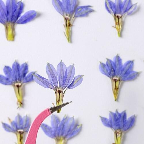 24pcs/pack Dired Flower Scaevola aemula Pressed Flower Scrapbooking DIY Resin Jewelry Crafts Nails Decor Candle Soap Making