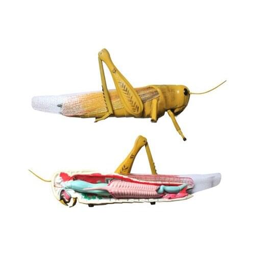 Locust anatomical model biomedical teaching ornaments