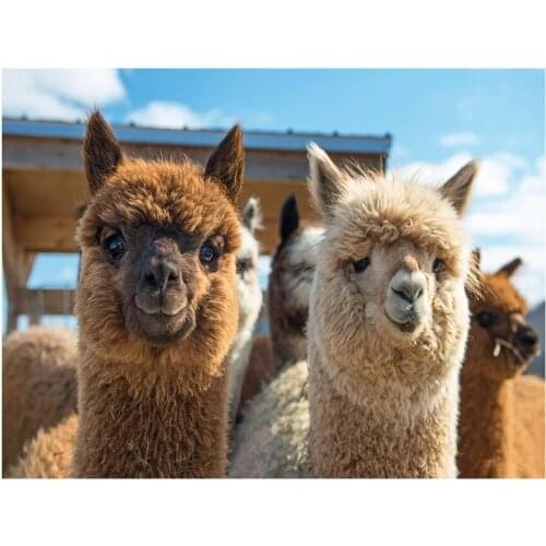 New Wholesale Full Square / Round 5D DIY Diamond Painting Alpaca Diamond Mosaic Diamond Embroidery Animal Decor Painting FG564