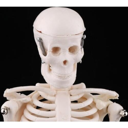 Head Skull Hand Foot Ear Heart Brain Anatomical Study Model