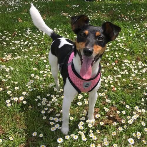 Pet supplies chest back dog harness vest-style mesh mesh breathable leash wholesale