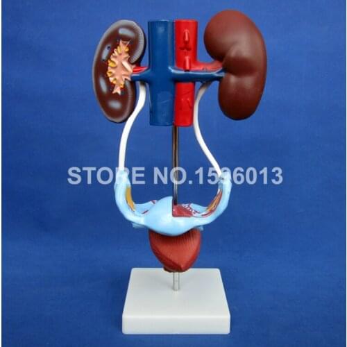 HOT Female Urogenital System Model, Anatomical Model of Urinary System,Genital System Teaching Model