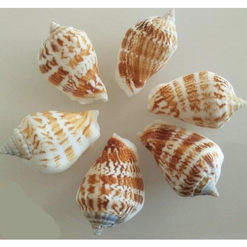 Natural Mediterranean Beach Starfish Marine Maritime Style Home Seashell Bead for Jewelry Coral Decoration Coastal Decor