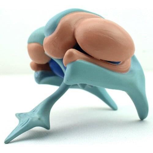 Brain basal nucleus model thalamus model caudate nucleus amygdala thalamus bean nucleus brain model 12*12*12CM Basal ganglia