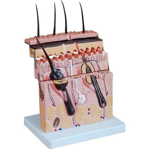 Medical science subject Anatomical Series Skin Section Model for teaching