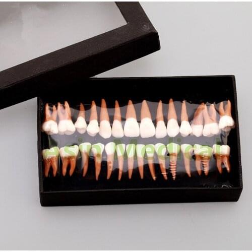 New Arrival Dental Oral 28 PCS Adult Permanent Teeth Models Full month Dental gift Communication Tooth Models Odontologia
