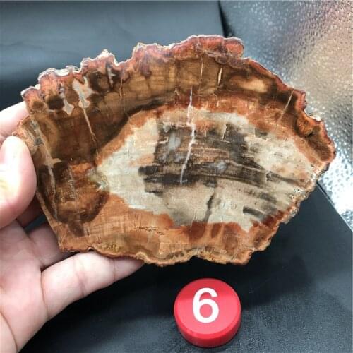 Natural Petrified Wood Specimen Semi-precious Stone Slices Crystals Healing Stones for Home Decor