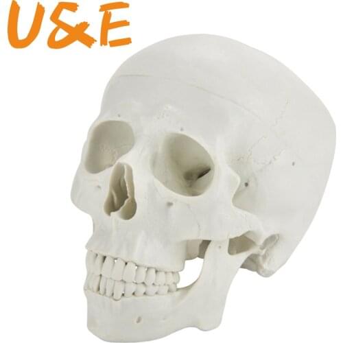 Life Size Replica Medical Anatomy Anatomical Adult Model with Removable Skull Cap and Articulated Mandible,Full Set of Teeth