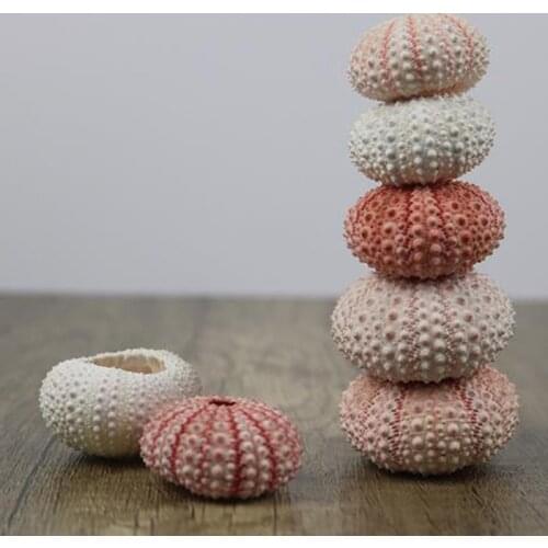 2Pcs 3-4 CM Natural Small Pink Sea Urchin Shell Natural Shell Conch Beach Wedding Decoration Coastal Home Decoration