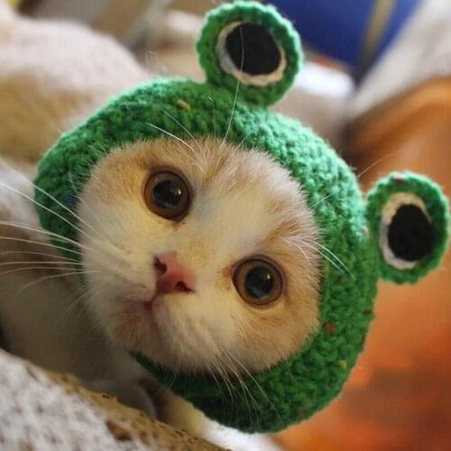 Cat pet cartoon style autumn and winter cute little milk cat knitted headwear cute pet funny dress up