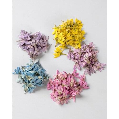 120pcs Pressed Dried Chloris virgata Sw Flower Plant Herbarium For Nail Art Jewelry Bookmark Phone Case Invitation Card DIY