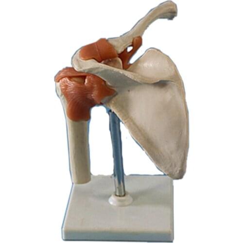 Teaching model of human skeleton model natural shoulder joint (with pink ligament)