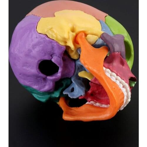 W3JD 15pcs/set 4D Disassembled Color Skull Anatomical Model Detachable Teaching Tool