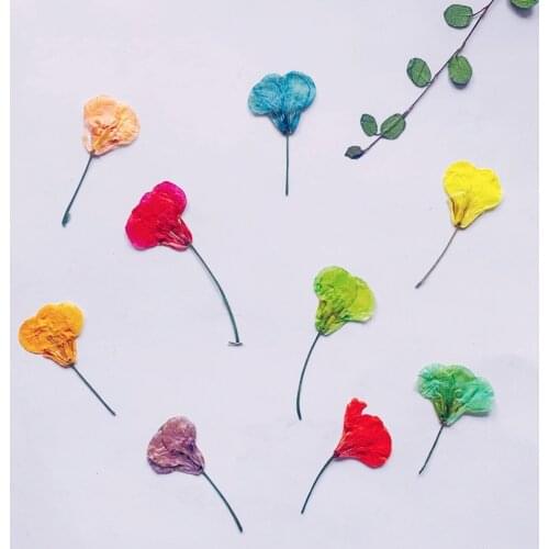 60pcs Pressed Dried Canola Flower Plants Herbarium For Epoxy Resin Jewelry Making Face Makeup Nail Art Craft DIY