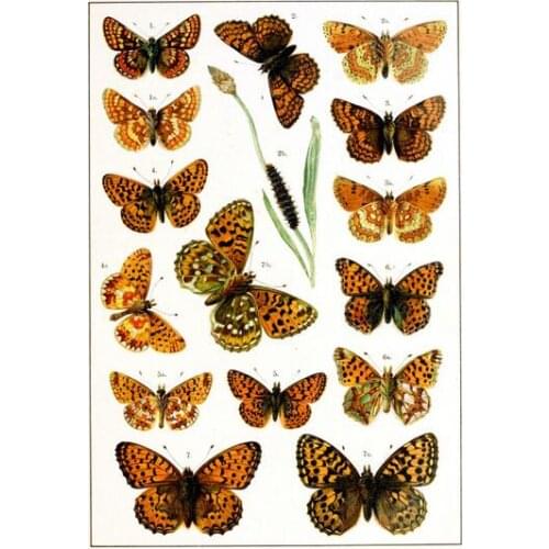 More Style Vintage Classic European Butterfly Moths Art Film Print Silk Poster Home Wall Decor 24x36inch