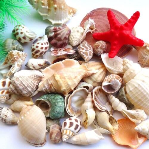 Natural Seaside Shells And Conch Mixed DIY Wall-Mounted Fish Tank Aquarium Accessories Decoration Micro Landscape Crafts