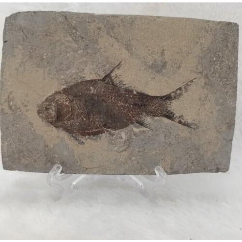 AAAAA+100% Natural Jiang han fish Tail Fossil Ancient Fossils Teaching Specimens Collection +bracket