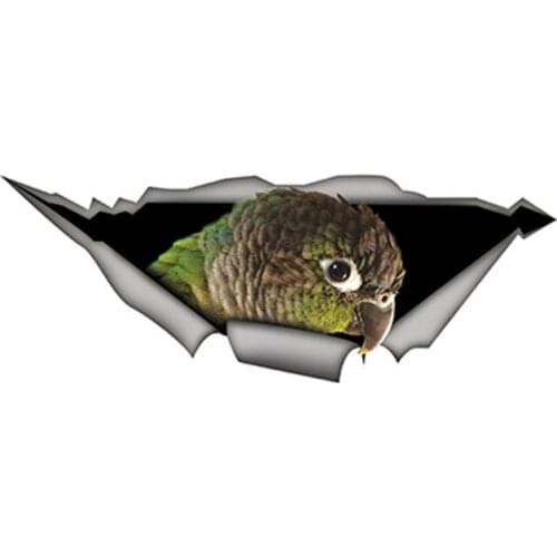 Creative Green Cheek Conure Car Sticker Funny Parrot Decal Creative Modified Waterproof Car Styling Stickers Apply To Car Window