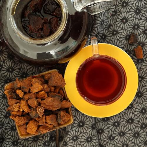 Organic Wild Chaga Mushroom Fresh Harvest Inonotus Obliquus Chunks Tree Fungus