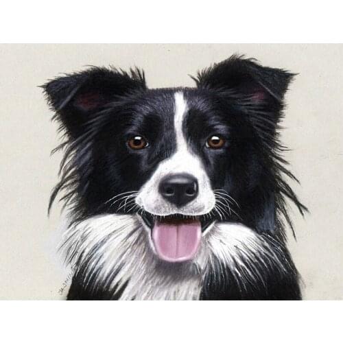 Diy Diamond Embroidery Border Collie 5d Diamond Painting Full Round Diamond Mosaic 3d Picture Of Rhinestones Cross-stitch Pj366