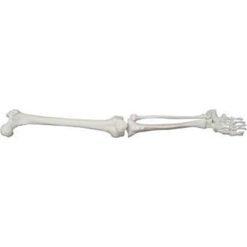 Special specimen for teaching and training of limb skeleton of 81 natural lower limb model
