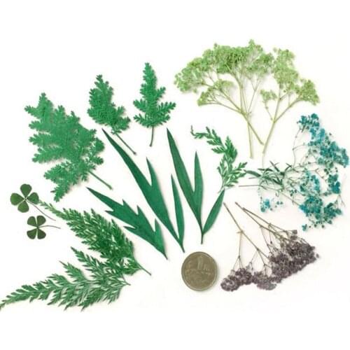 100pcs Mixed Pressed Dried Green Leaf Leaves Plant Herbarium For Jewelry Phone Case Photo Frame Bookmark Craft DIY Making