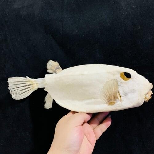 1 Pcs Super Large Real Animal Specimen Skeletal Boxfish Taxidermy Bar Medicine Christmas Thornback Cowfish Decoration Gift