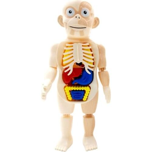 Educational 3D Puzzle Human Body Anatomy Model Educational Learning Organ Assembled Toy Body Organ Teaching Tool For Children