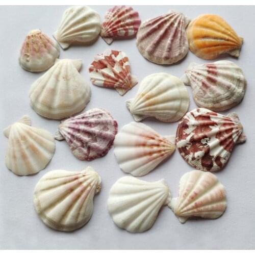 200pcs / lot 3-4CM Colorful Natural Seashells Decorations Scallop Shells Crafts Decor Ornament Colorful shells sea star fish