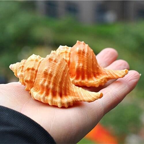 Rare Natural Conch Shell Specimen Snail Lightning Snail Fish Tank Aquarium Landscaping Decoration Home Collection Decoration