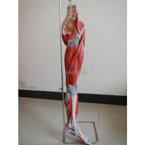 Muscles of Leg with Main Vessels and Nerves,Leg Limb Muscle Anatomy Model