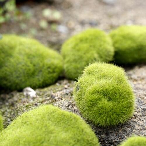 1PCS Mini Moss Stones for Ant Farm Micro-Landscape Decoration Ecology Ant Nest Accessories Tool Pet Anthill for Ant House