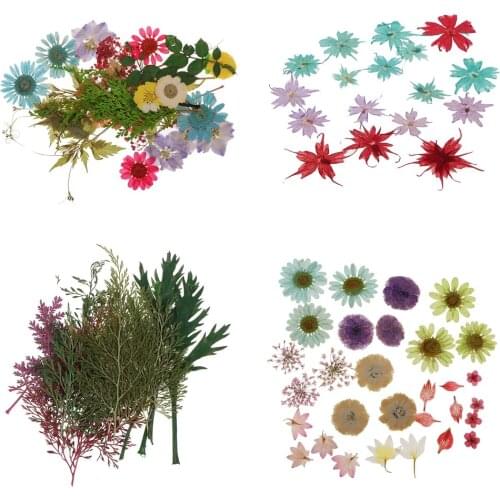 Pack Of Natural Dried Flower Real Flower Mixed For DIY Resin Ornament Craft Card Making Scrapbooking Embellishment Floral Design